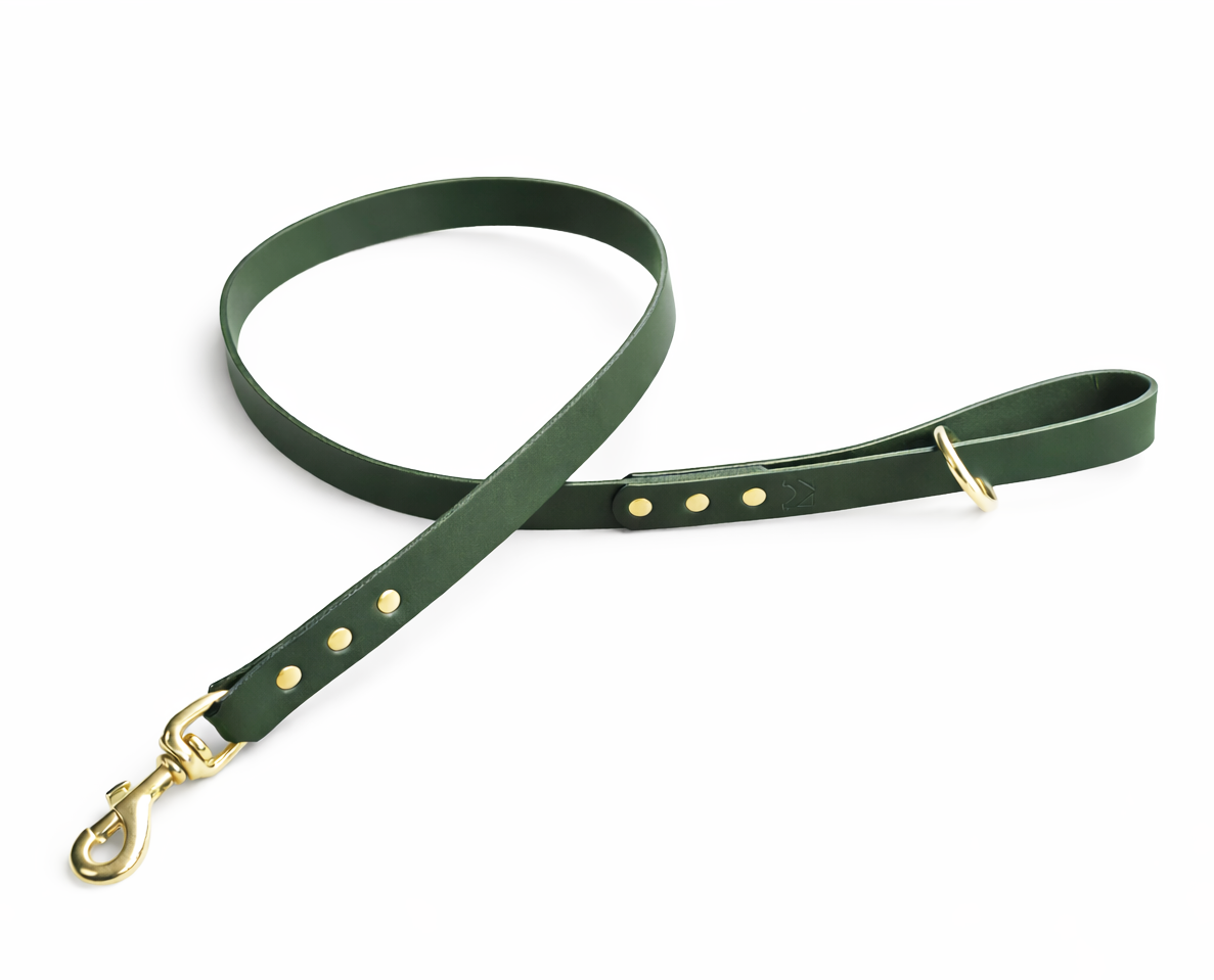 Green leather dog leash with brass hardware on a white background