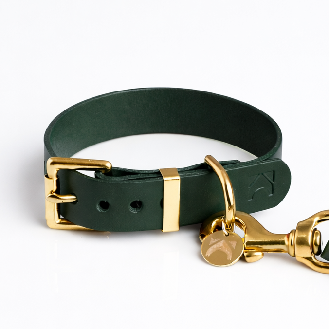 Forest green dog collar and brass hardware on a white background